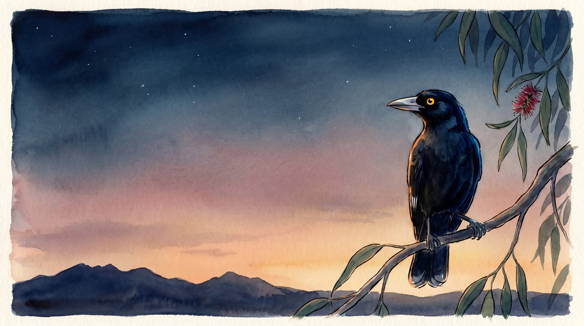 A currawong perched on a eucalyptus branch at twilight, bottlebrush flowering nearby, with mountain ranges on the horizon